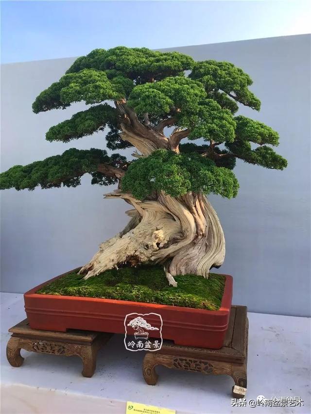 要霸氣側露，玩好根盤是關鍵！