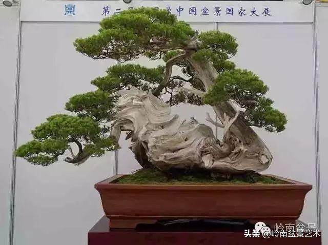 要霸氣側露，玩好根盤是關鍵！