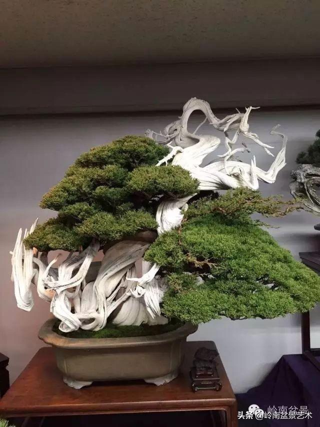 要霸氣側露，玩好根盤是關鍵！