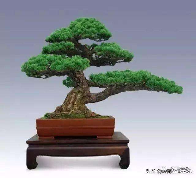 要霸氣側露，玩好根盤是關鍵！