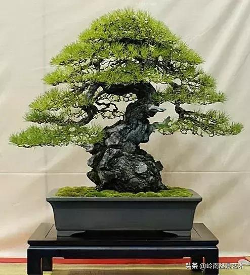 要霸氣側露，玩好根盤是關鍵！