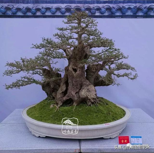 要霸氣側露，玩好根盤是關鍵！