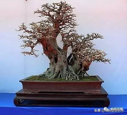 要霸氣側露，玩好根盤是關鍵！