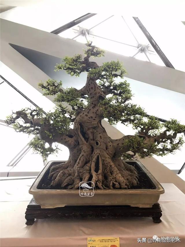 要霸氣側露，玩好根盤是關鍵！