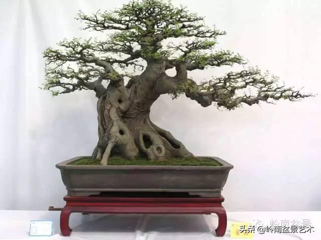 要霸氣側露，玩好根盤是關鍵！