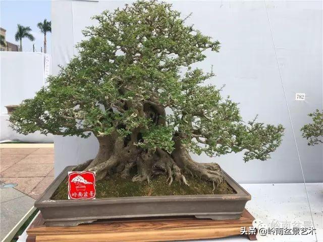 要霸氣側露，玩好根盤是關鍵！