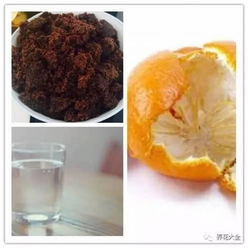 水果皮做酵素來養花無需施肥 花草漂亮不生蟲