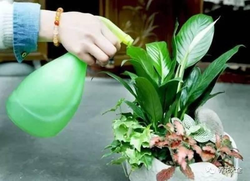 水果皮做酵素來養花無需施肥 花草漂亮不生蟲