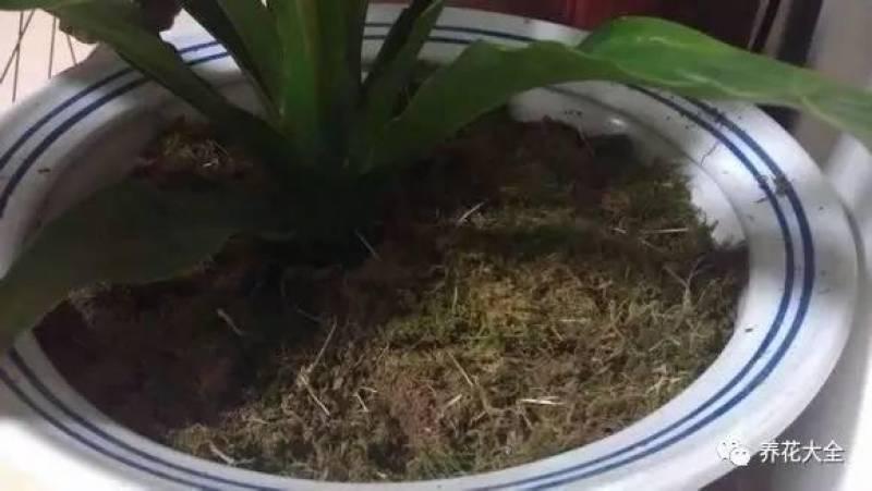 水果皮做酵素來養花無需施肥 花草漂亮不生蟲