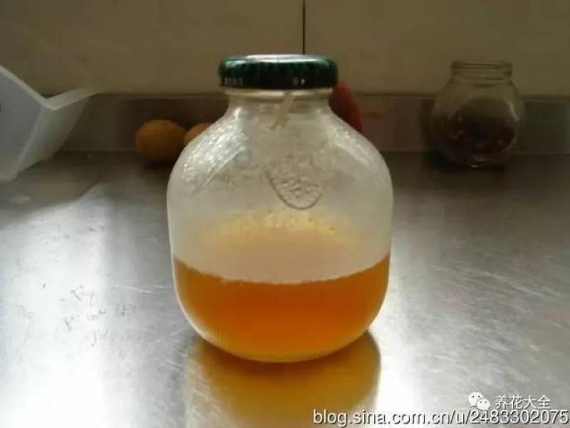 水果皮做酵素來養花無需施肥 花草漂亮不生蟲