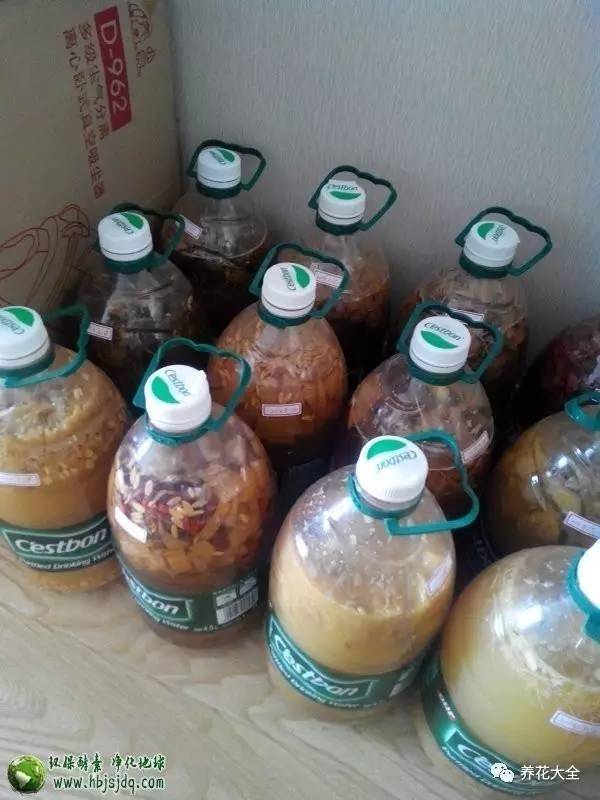 水果皮做酵素來養花無需施肥 花草漂亮不生蟲