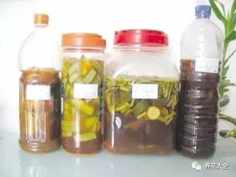水果皮做酵素來養花無需施肥 花草漂亮不生蟲