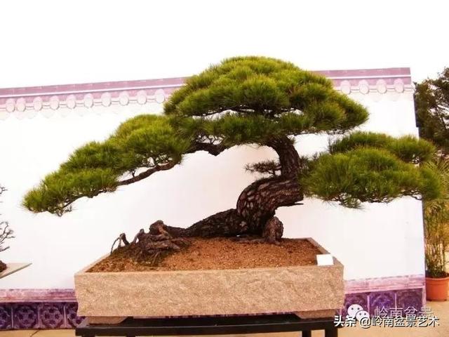  超大型嶺南盆景的天然神韻