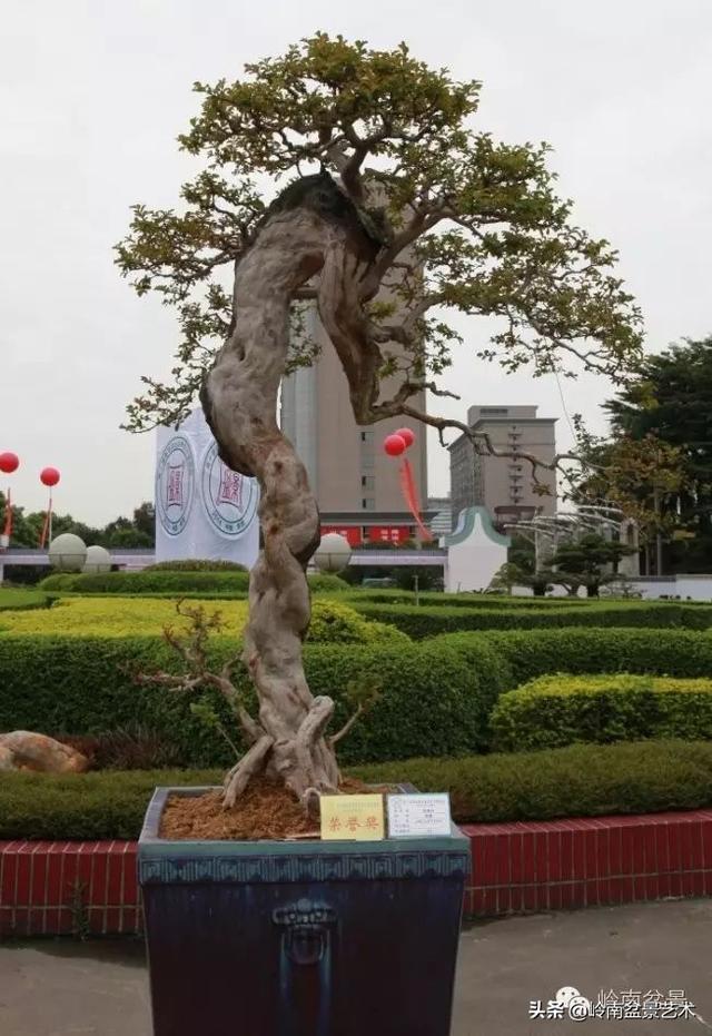  超大型嶺南盆景的天然神韻