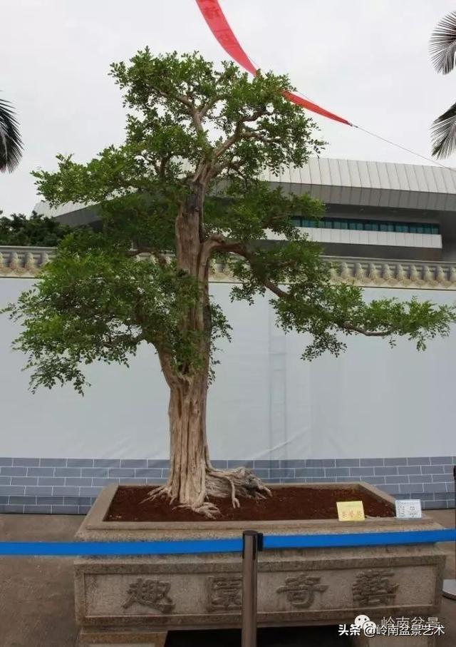  超大型嶺南盆景的天然神韻