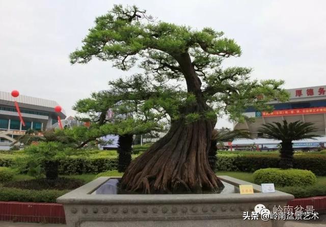  超大型嶺南盆景的天然神韻