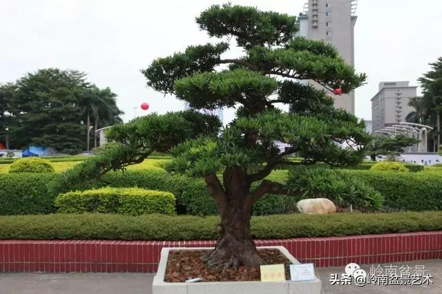  超大型嶺南盆景的天然神韻