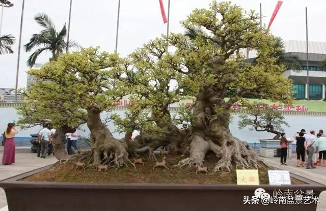  超大型嶺南盆景的天然神韻