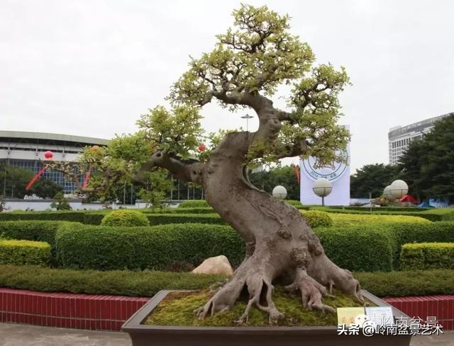  超大型嶺南盆景的天然神韻
