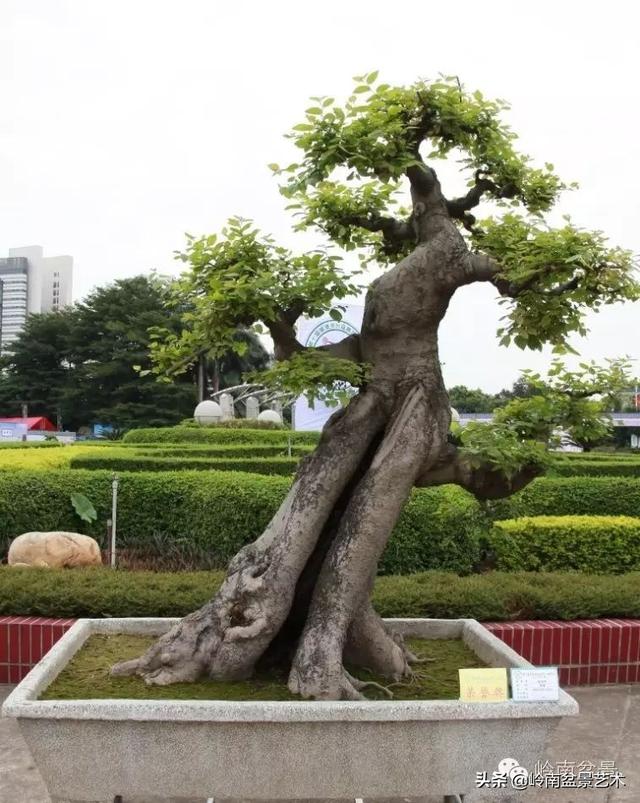  超大型嶺南盆景的天然神韻