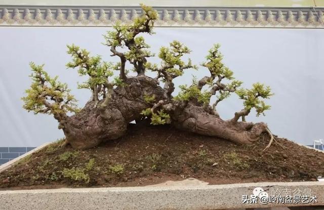  超大型嶺南盆景的天然神韻