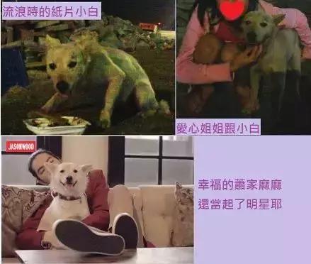 曾經「被人嫌棄」的土狗 如今卻成為大明星蕭敬騰的寶貝！如今百萬都不換