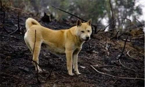 狗狗臨死前躲起來，原來是這5個原因，別再說怕你傷心了！