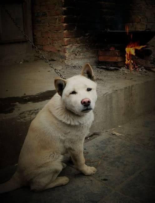 狗狗臨死前躲起來，原來是這5個原因，別再說怕你傷心了！
