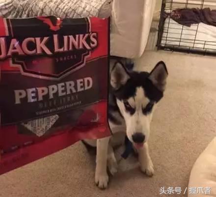 二哈不吃不喝，主人以為得絕症了，結果把醫生笑慘了