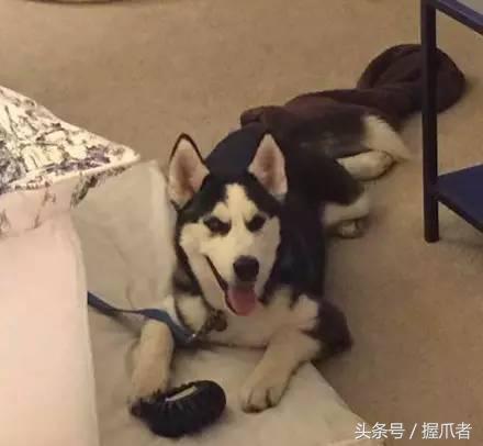 二哈不吃不喝，主人以為得絕症了，結果把醫生笑慘了