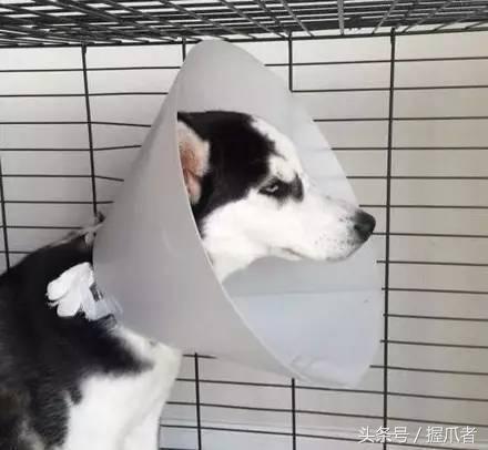 二哈不吃不喝，主人以為得絕症了，結果把醫生笑慘了