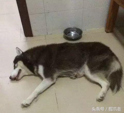 二哈不吃不喝，主人以為得絕症了，結果把醫生笑慘了