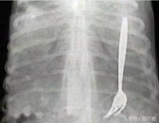 二哈不吃不喝，主人以為得絕症了，結果把醫生笑慘了