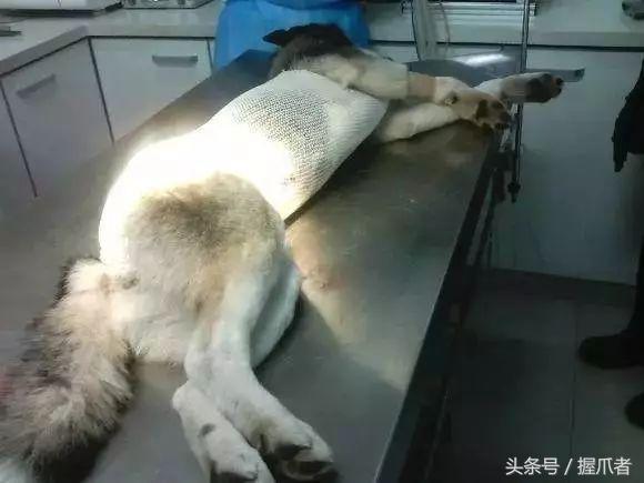 二哈不吃不喝，主人以為得絕症了，結果把醫生笑慘了
