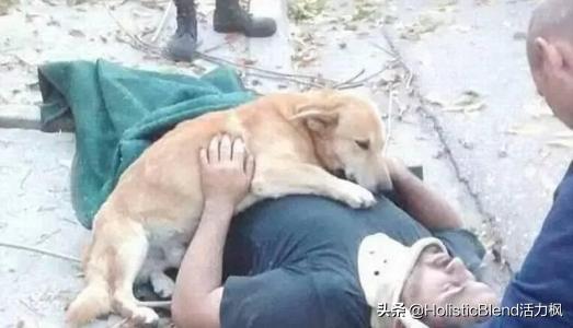 流浪狗有什麼好的？為什麼那麼多人選擇領養它們