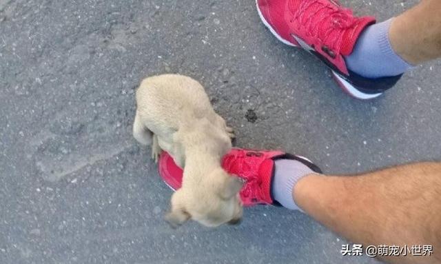 抱腳小黃狗有家了！幸福讓它換張臉讓人暖哭：有愛真的不一樣