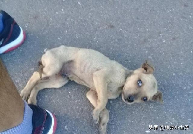 抱腳小黃狗有家了！幸福讓它換張臉讓人暖哭：有愛真的不一樣