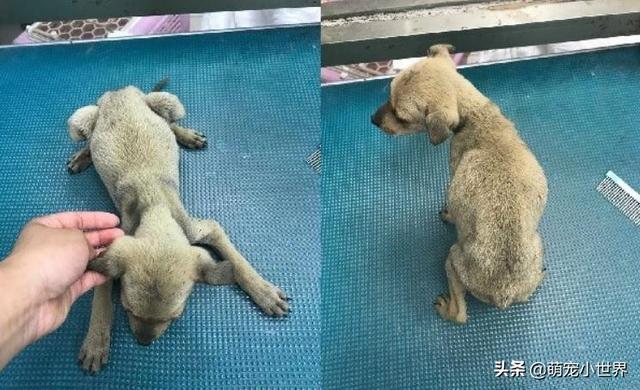 抱腳小黃狗有家了！幸福讓它換張臉讓人暖哭：有愛真的不一樣