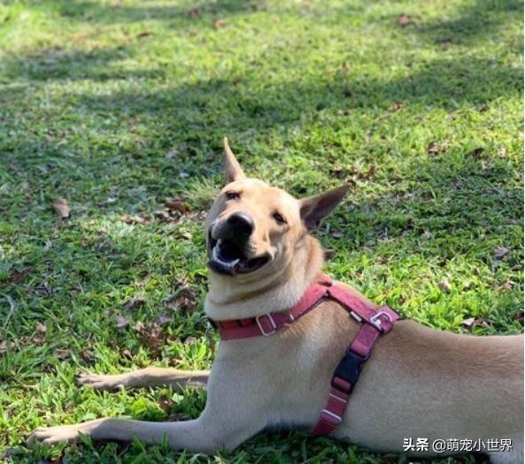 抱腳小黃狗有家了！幸福讓它換張臉讓人暖哭：有愛真的不一樣