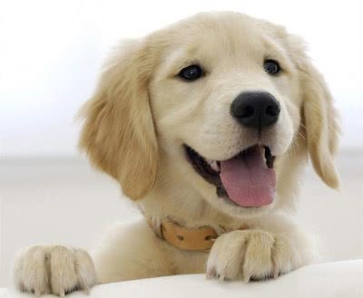 軍犬在路上遛彎時，突然暴起將路人咬死，背後的原因讓人震撼