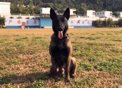 軍犬在路上遛彎時，突然暴起將路人咬死，背後的原因讓人震撼