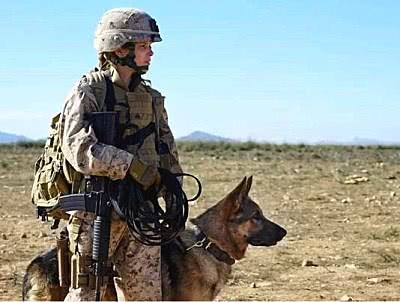 軍犬在路上遛彎時，突然暴起將路人咬死，背後的原因讓人震撼