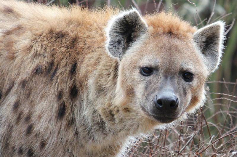 超熱血的動物界友誼！雄獅「被20隻鬣狗圍攻」眼看性命不保，好友及時趕到救駕！網友：「好像電影情節！」 