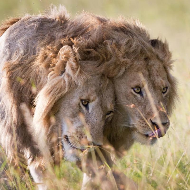 超熱血的動物界友誼！雄獅「被20隻鬣狗圍攻」眼看性命不保，好友及時趕到救駕！網友：「好像電影情節！」 