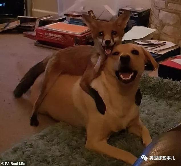 狐狸寶寶「一睜眼先看到她」！跑來認媽「撒嬌又愛玩」連狗狗都被收服～