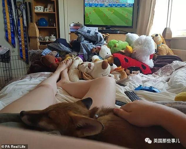 狐狸寶寶「一睜眼先看到她」！跑來認媽「撒嬌又愛玩」連狗狗都被收服～
