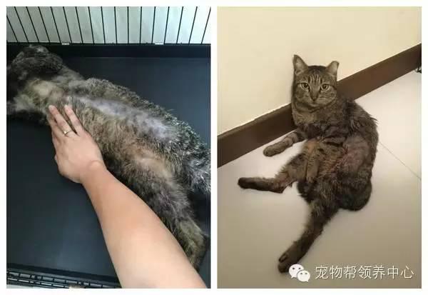 許多人誤以為主人在虐待牠，才讓牠天天穿衣，但沒想到都是為了貓咪的身體著想！背後原因好難過