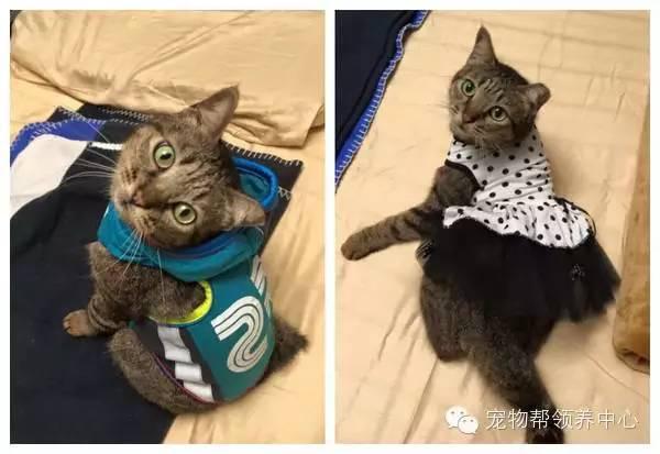 許多人誤以為主人在虐待牠，才讓牠天天穿衣，但沒想到都是為了貓咪的身體著想！背後原因好難過