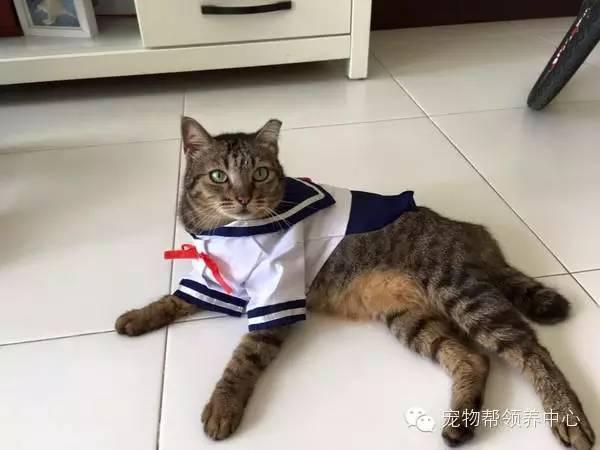 許多人誤以為主人在虐待牠，才讓牠天天穿衣，但沒想到都是為了貓咪的身體著想！背後原因好難過