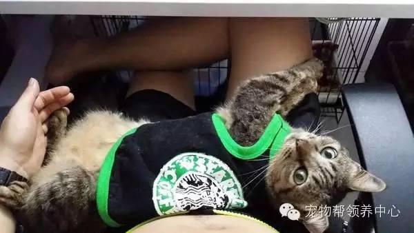 許多人誤以為主人在虐待牠，才讓牠天天穿衣，但沒想到都是為了貓咪的身體著想！背後原因好難過